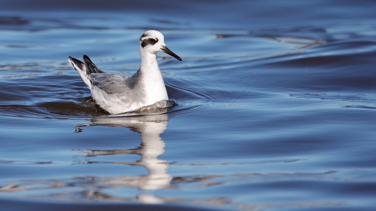 Kızıl Denizdüdükçünü - ML645677328