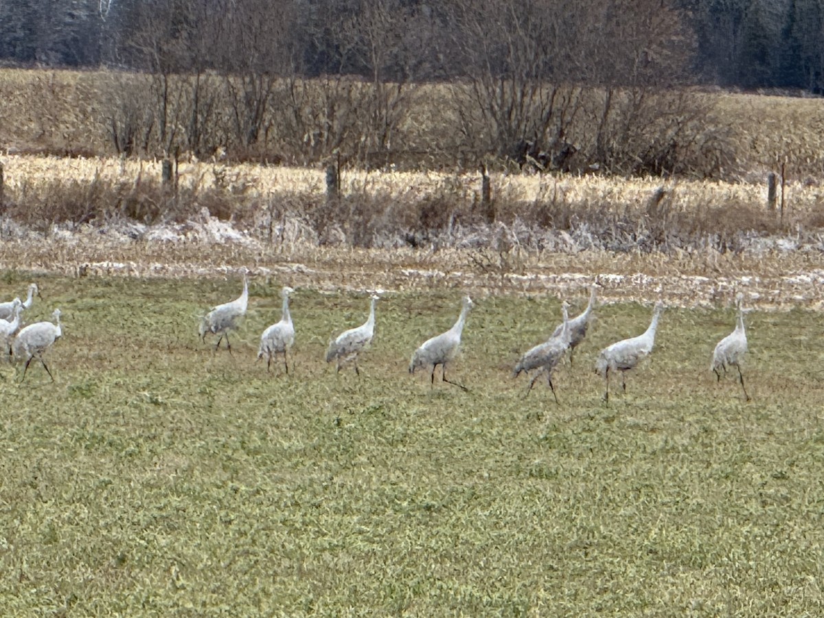 Kanada Turnası - ML645677329