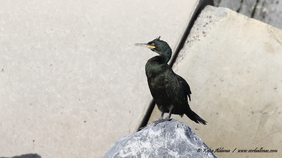 Tepeli Karabatak - ML645677331