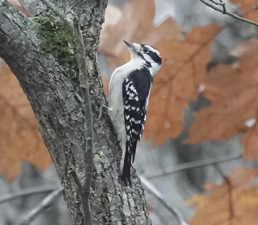 Yumuşak Tüylü Ağaçkakan - ML645677332