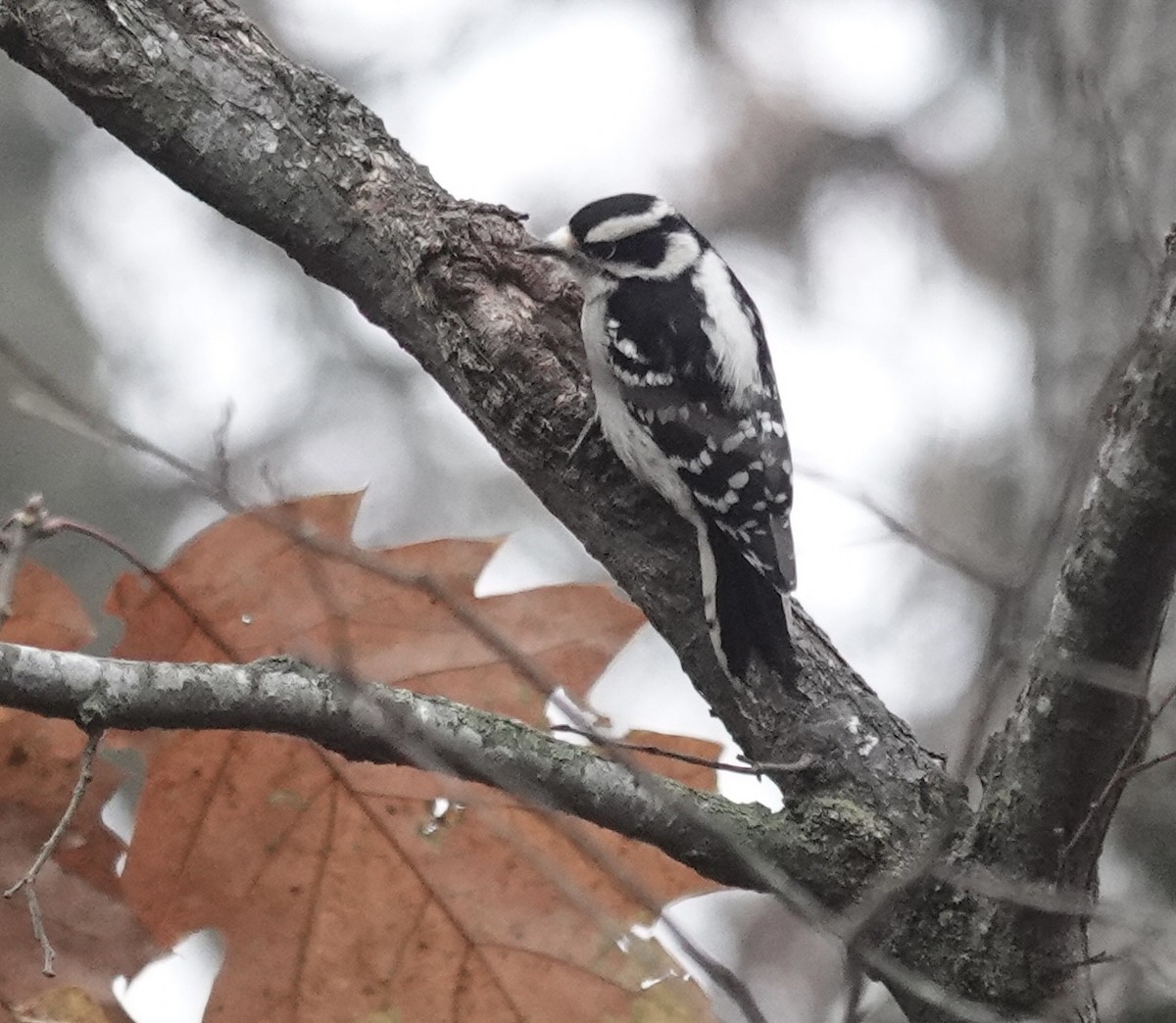 Yumuşak Tüylü Ağaçkakan - ML645677333