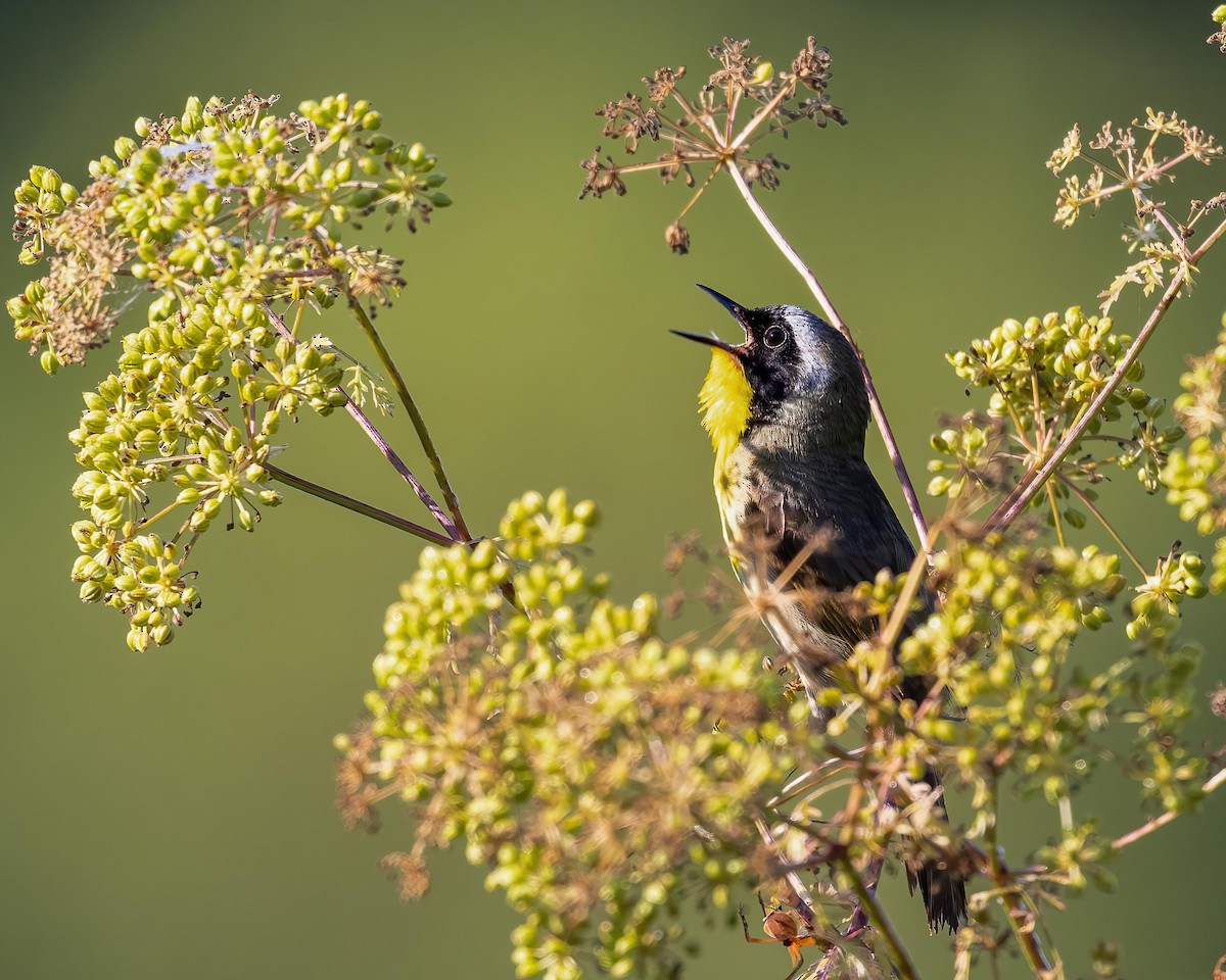 Sarıgerdan - ML645677337