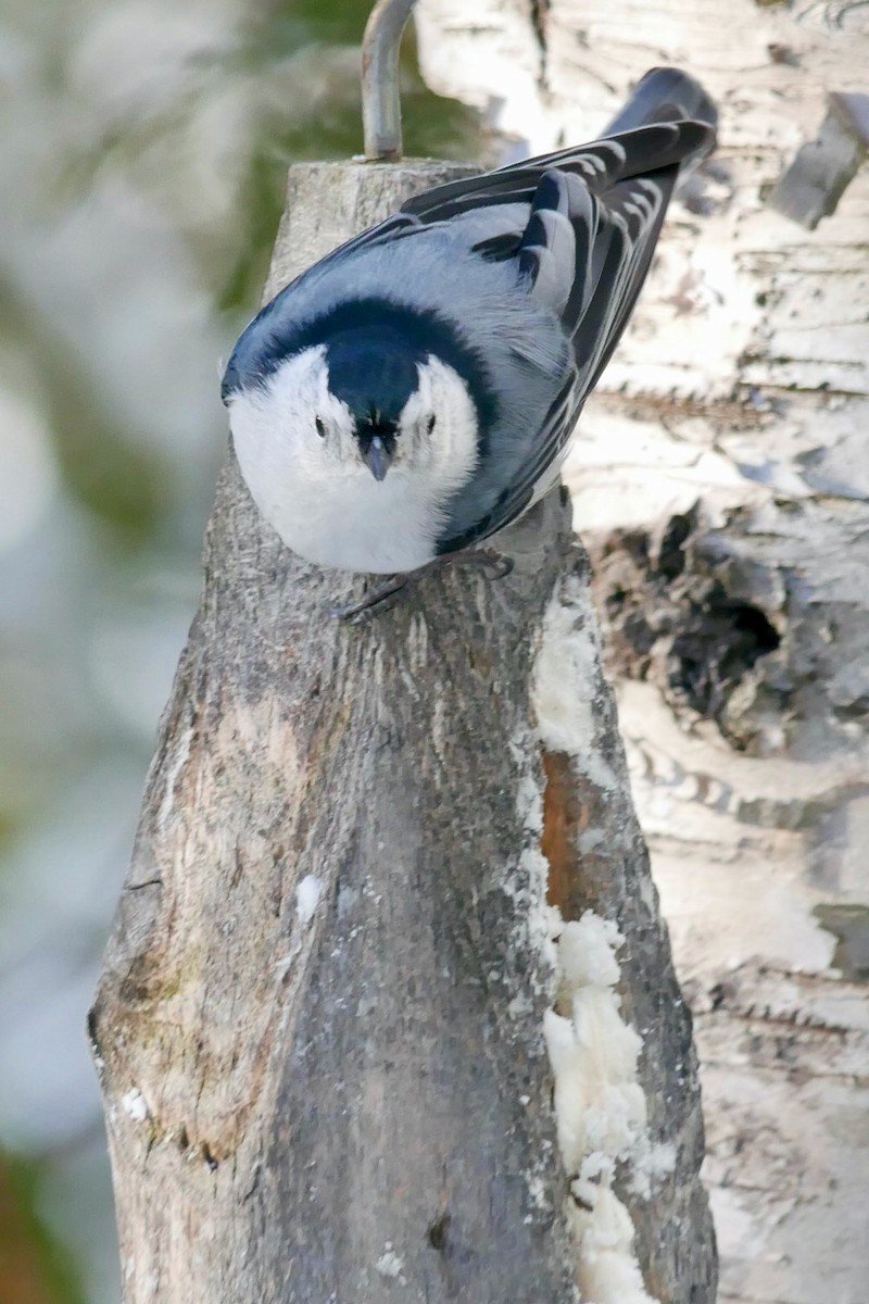 Kanada Sıvacısı - ML645677338