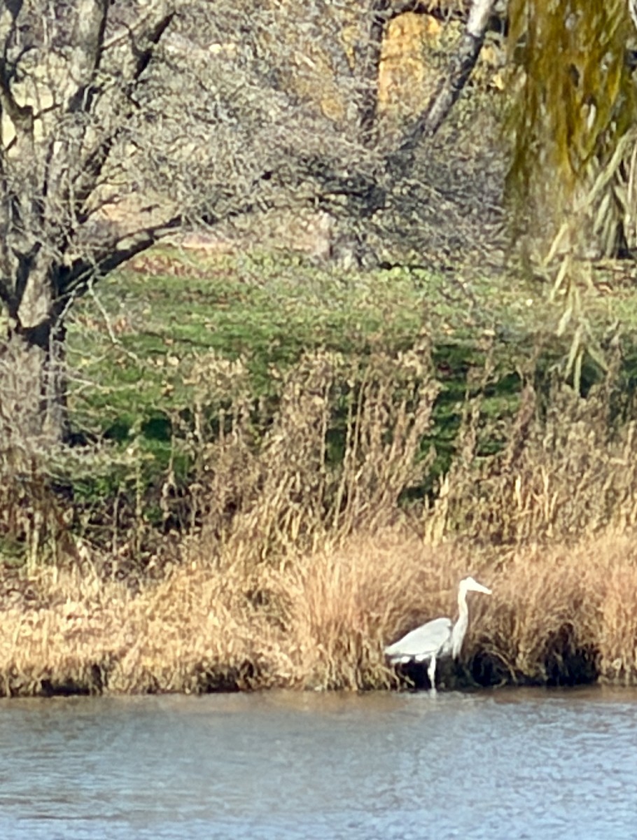 Amerika Gri Balıkçılı - ML645677339