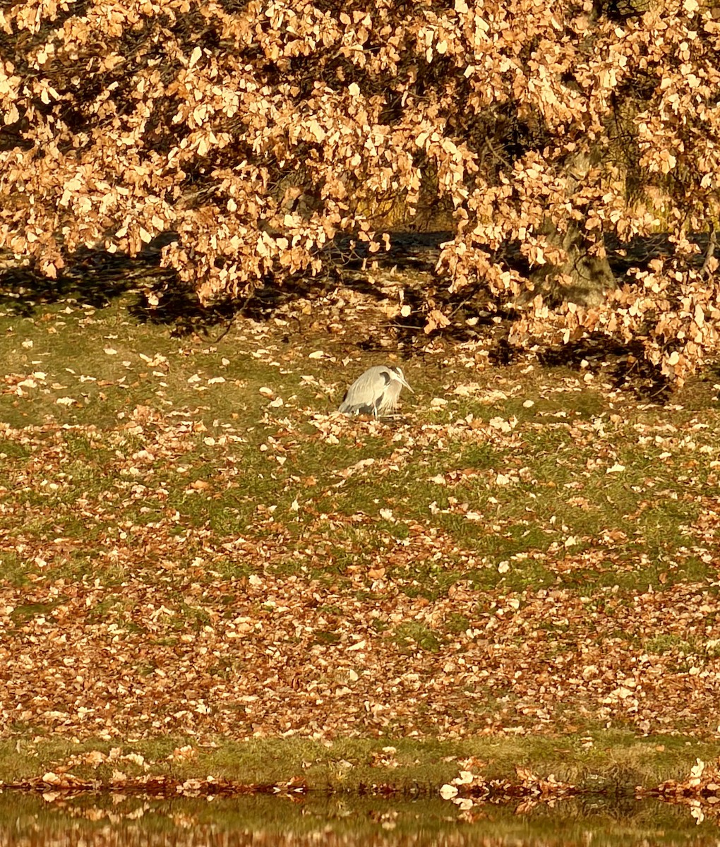 Amerika Gri Balıkçılı - ML645677340