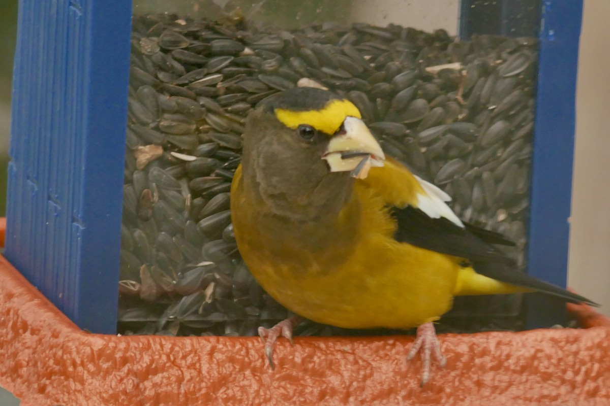 Sarı Kaşlı Kocabaş - ML645677343