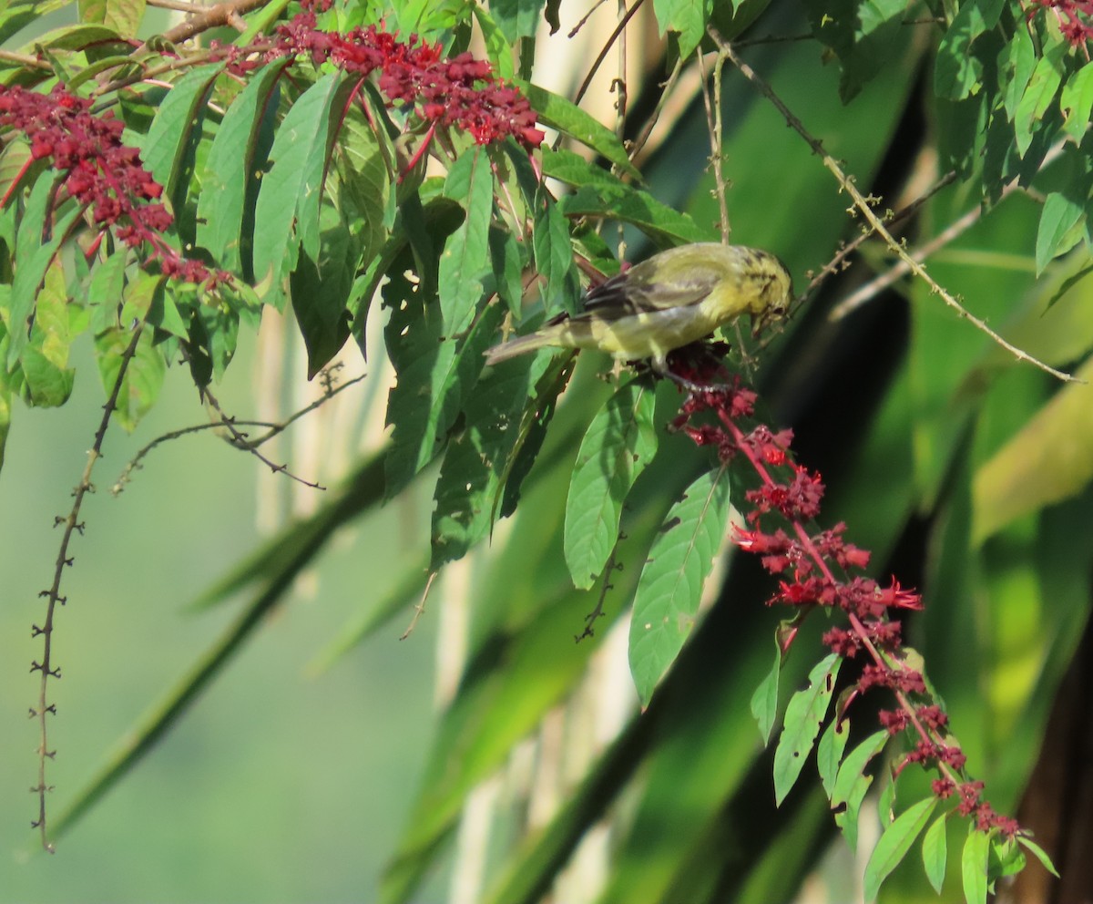 Sarı-Siyah İskete - ML645677344