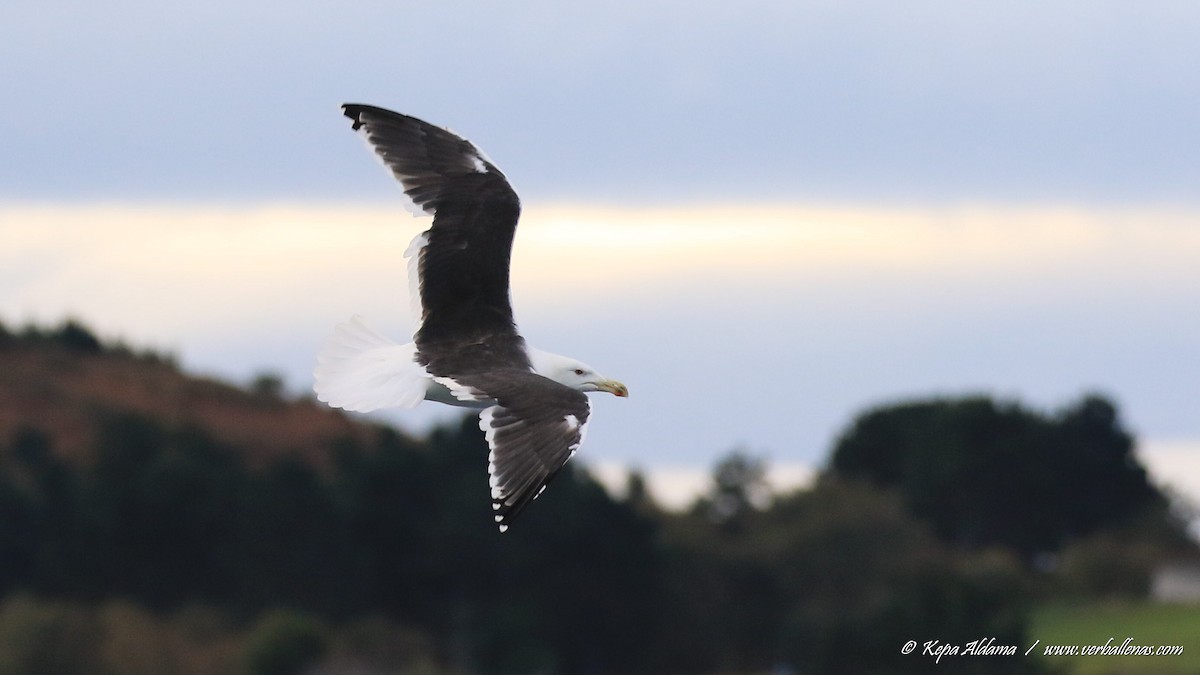 Büyük Kara Sırtlı Martı - ML645677346