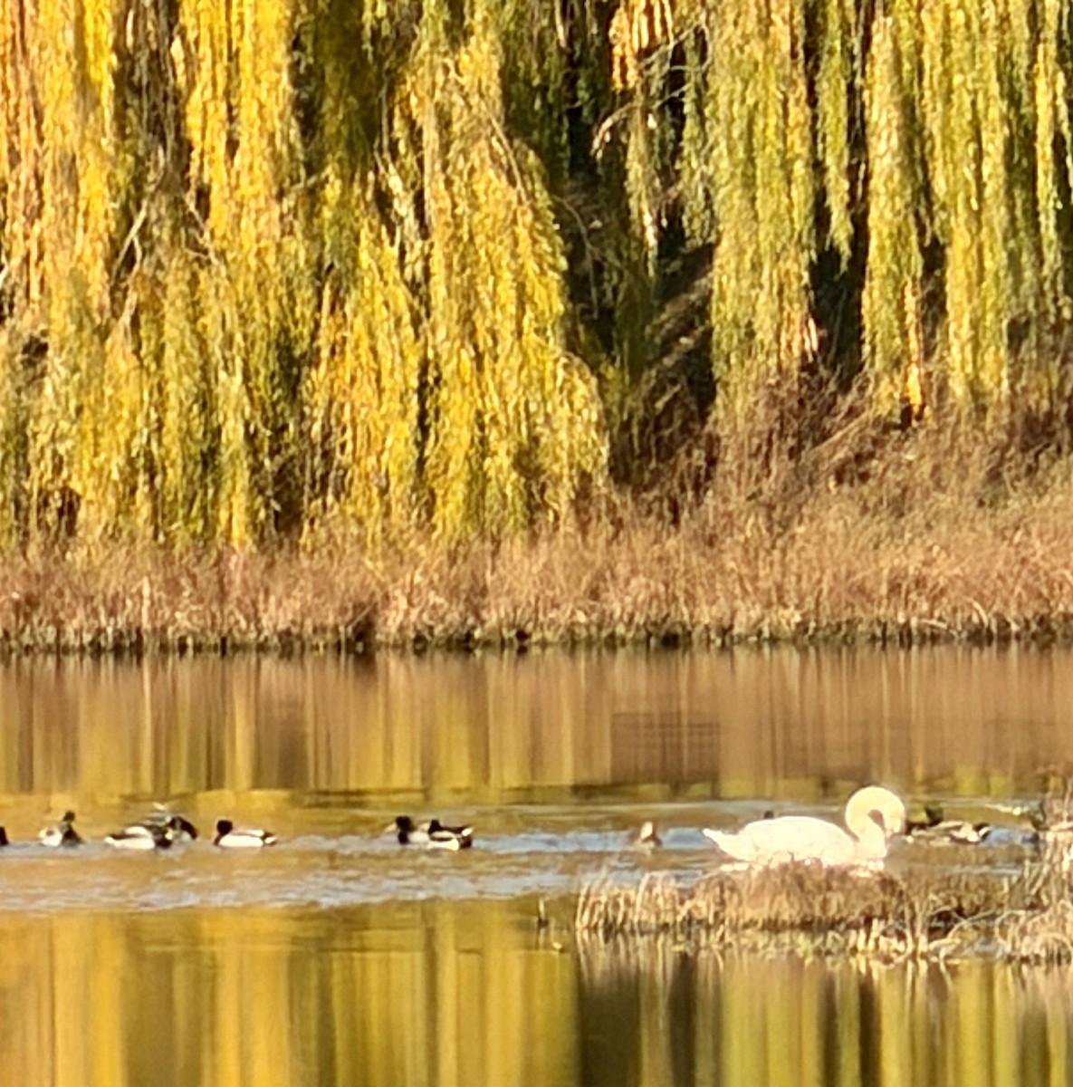 Yeşilbaş - ML645677347