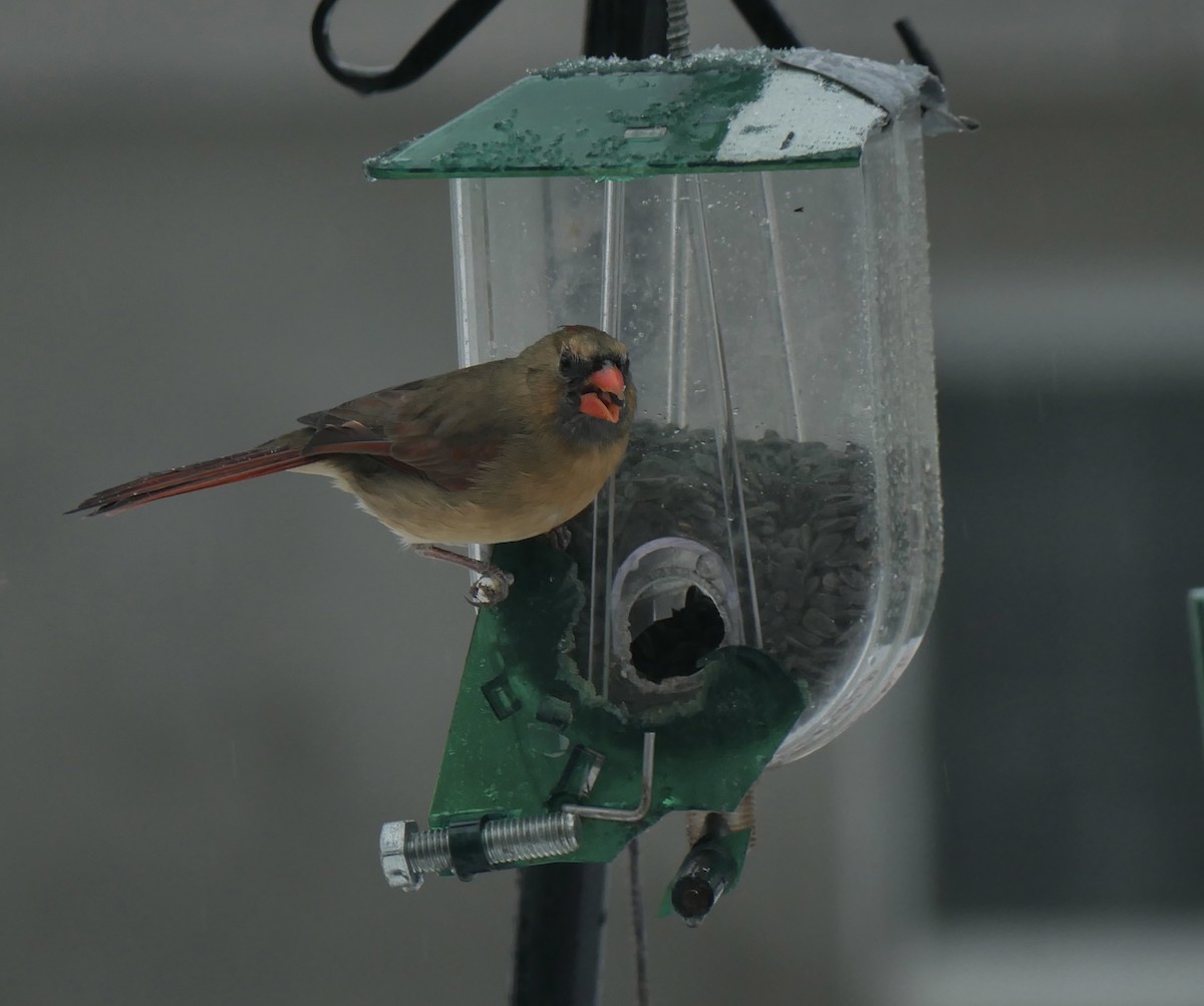 Kırmızı Kardinal - ML645677348