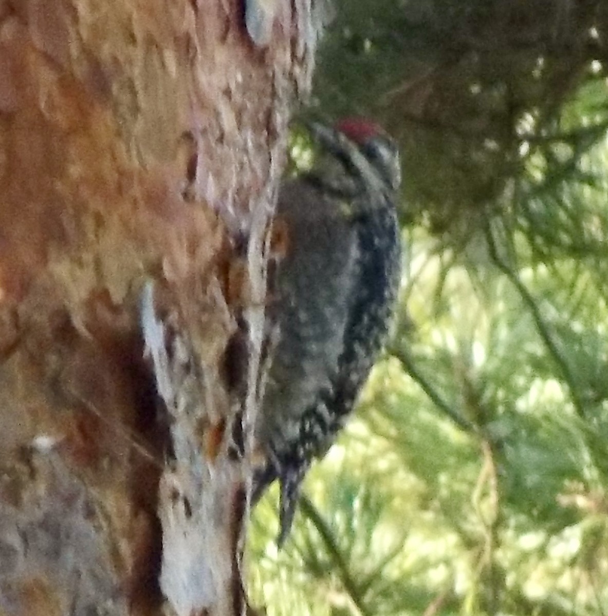 Sarı Karınlı Ağaçkakan - ML645677359