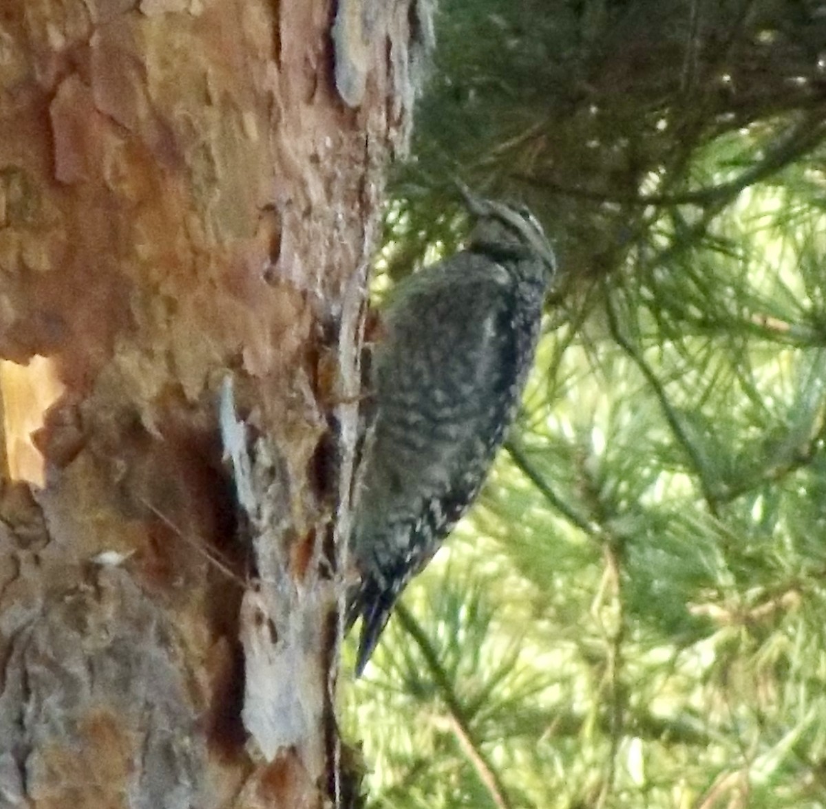 Sarı Karınlı Ağaçkakan - ML645677360