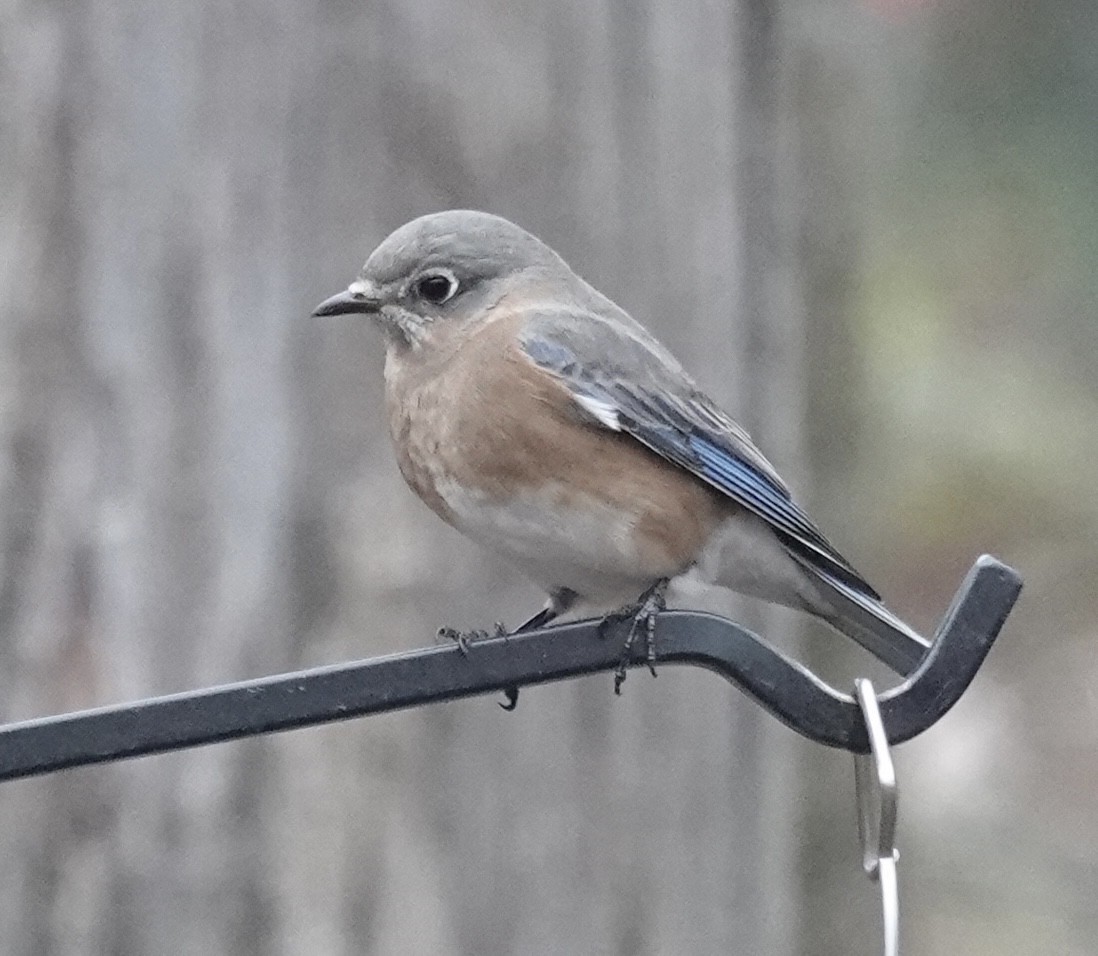 Doğulu Mavi Ardıç - ML645677363