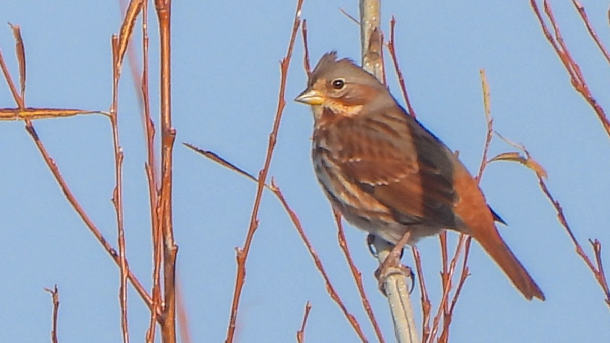 Tilki Renkli Serçe - ML645677364