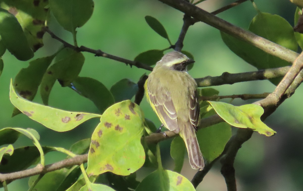 Sosyal Tiran - ML645677375