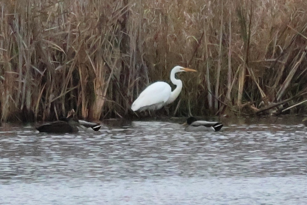 Great Egret - ML645677376