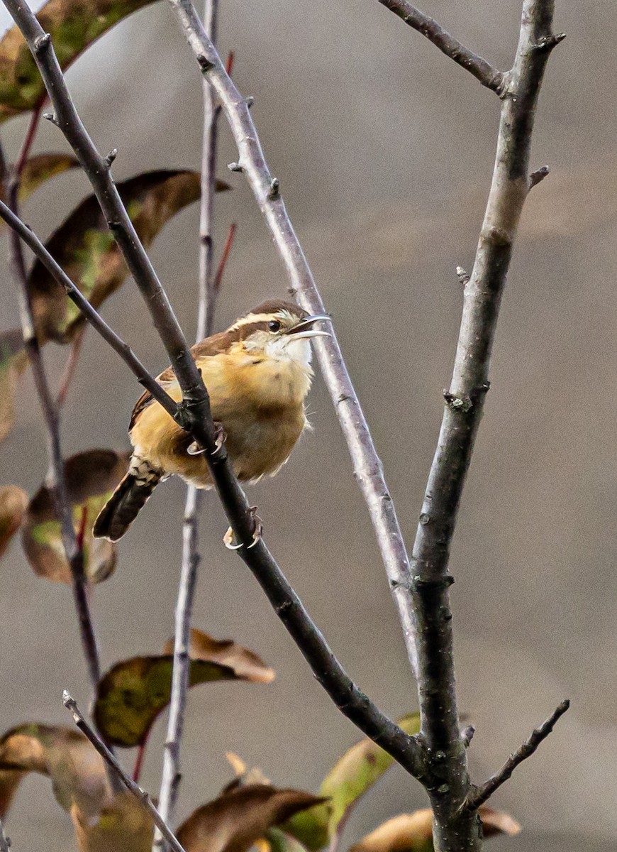 Carolina Wren - ML645677387