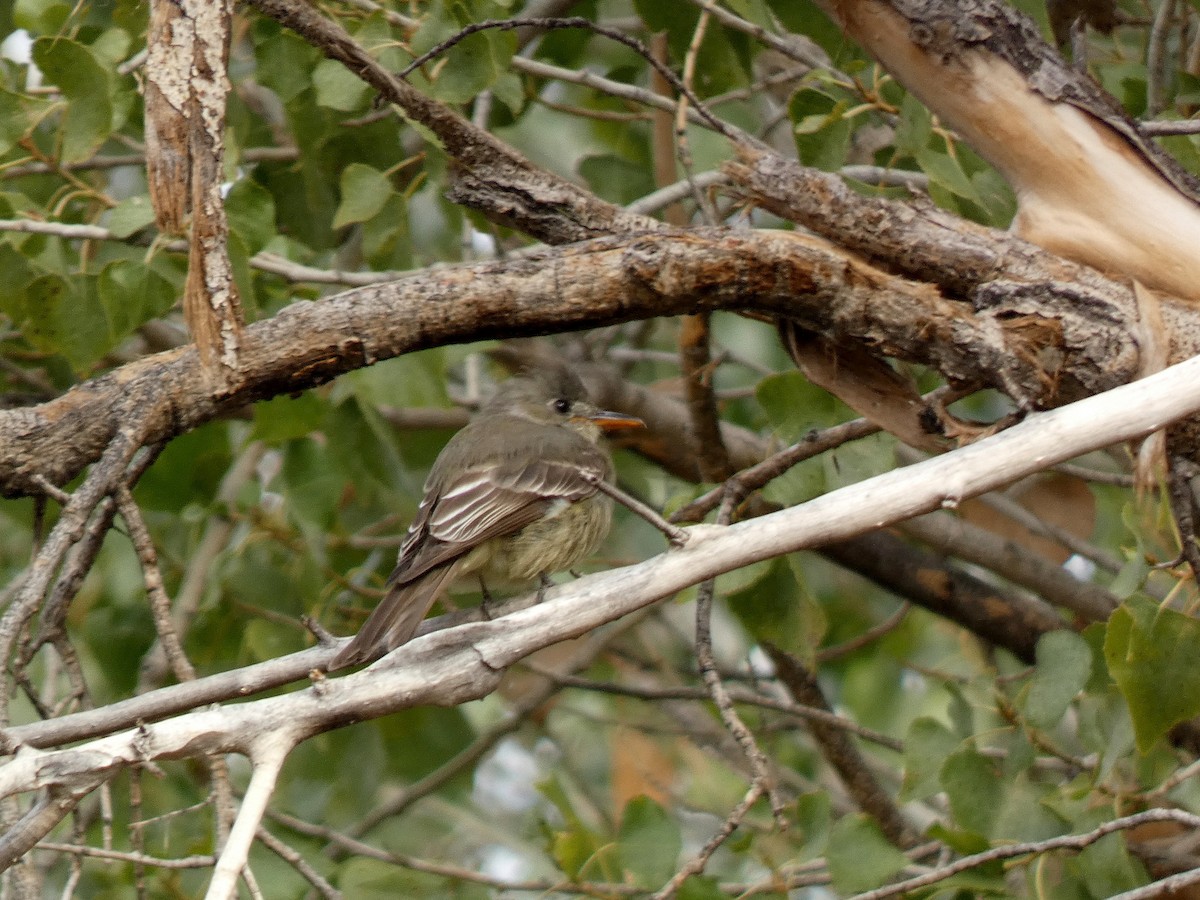 Greater Pewee - ML645677388