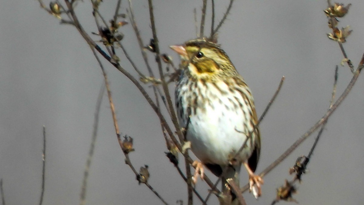 Savannah Sparrow - ML645677390