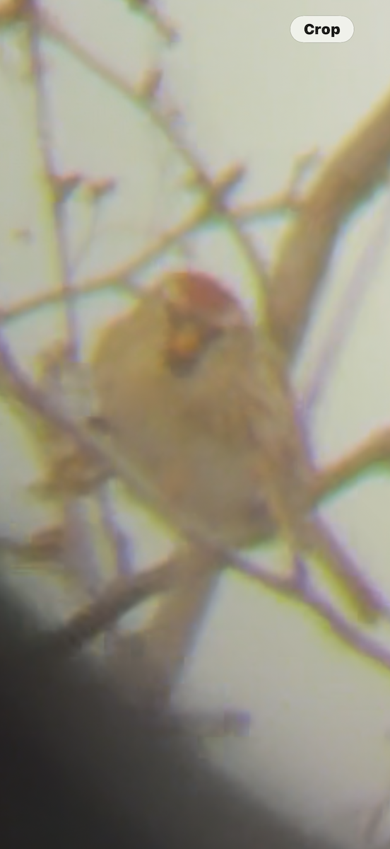 Redpoll - ML645677391
