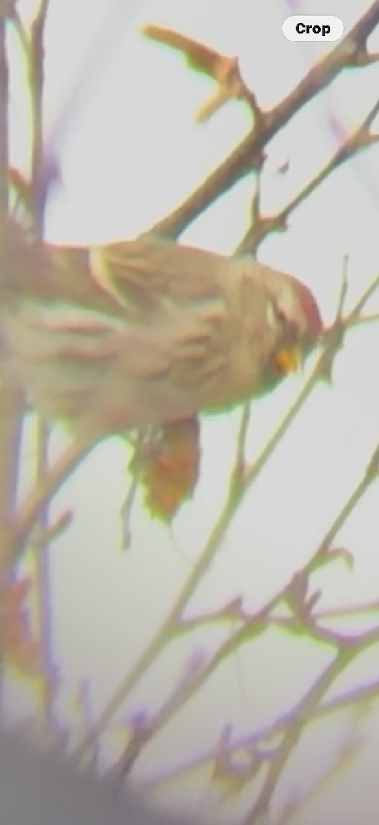 Redpoll - ML645677392