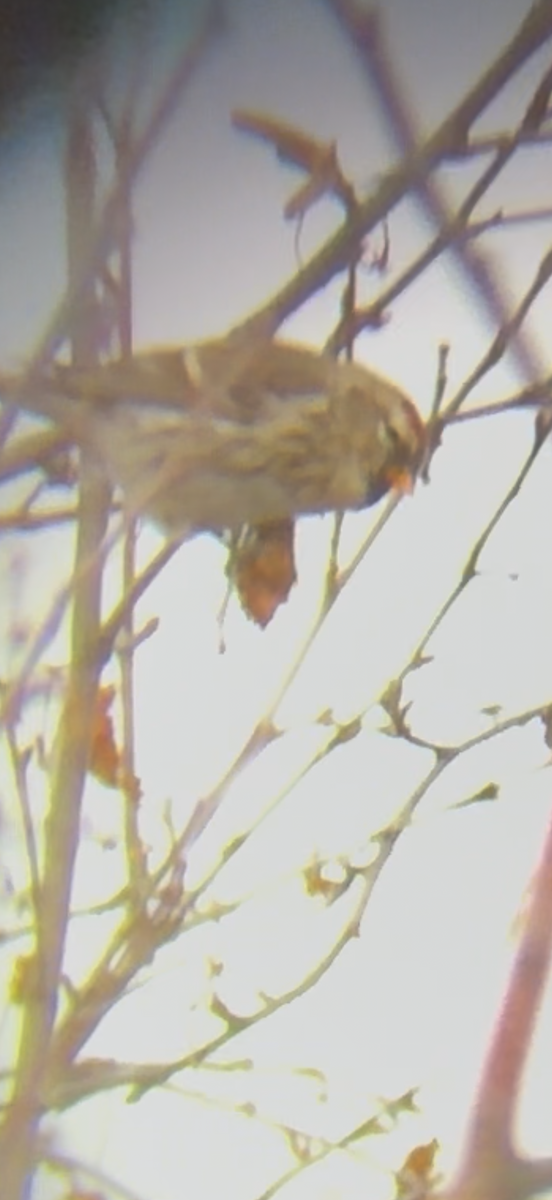 Redpoll - ML645677393