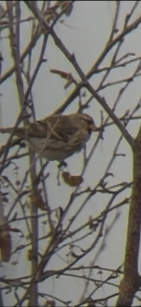 Redpoll - ML645677394