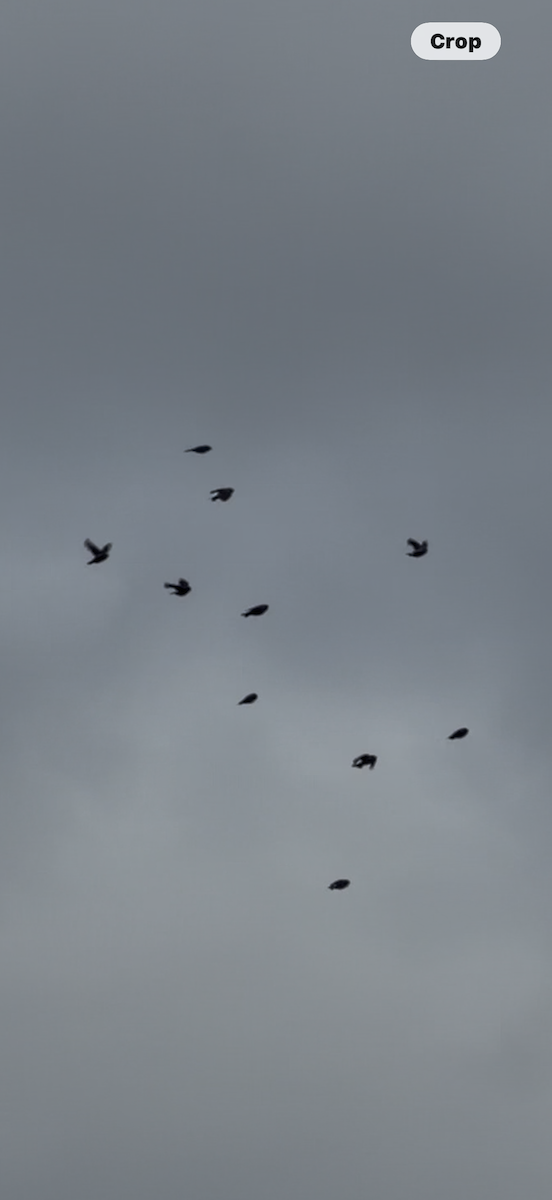 Redpoll - ML645677395