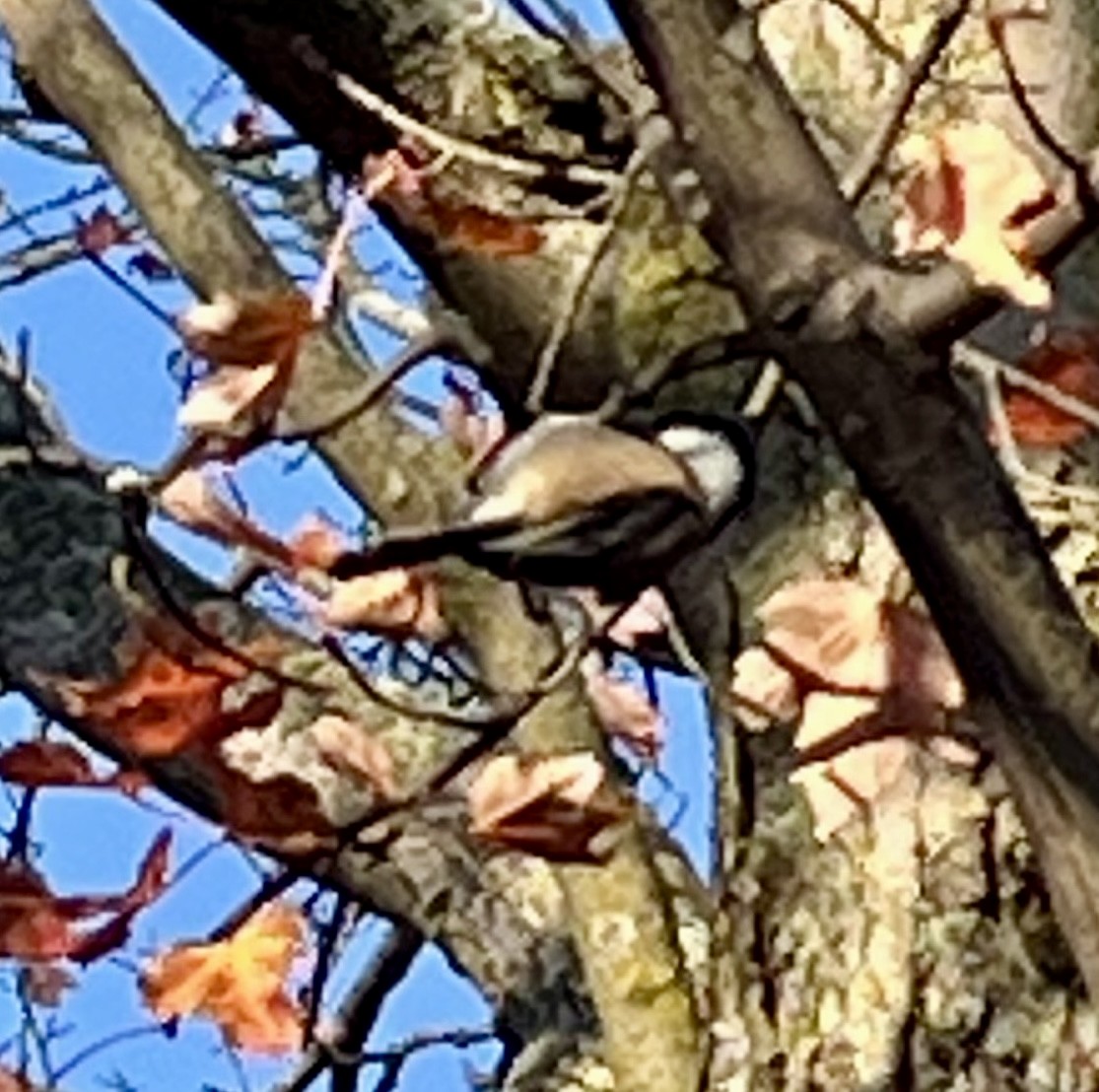 Black-capped Chickadee - ML645677396