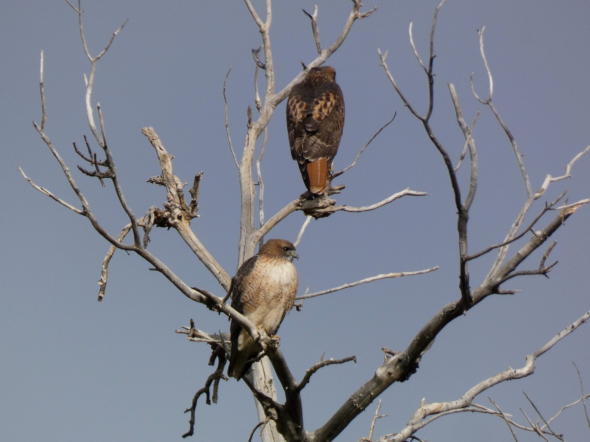 Red-tailed Hawk - ML645677397