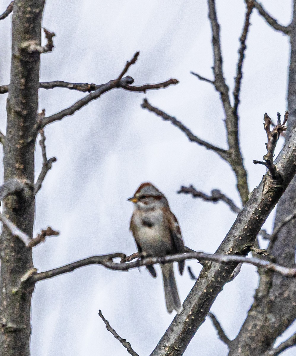 American Tree Sparrow - ML645677398