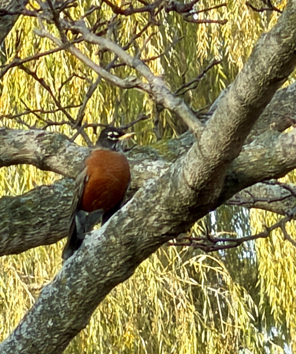 American Robin - ML645677399