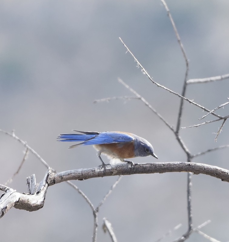 Western Bluebird - ML645677401