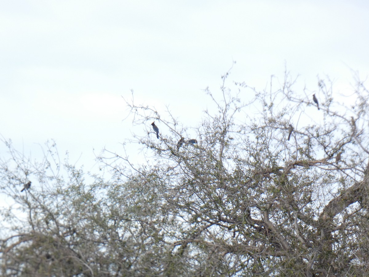 Steller's Jay - ML645677402
