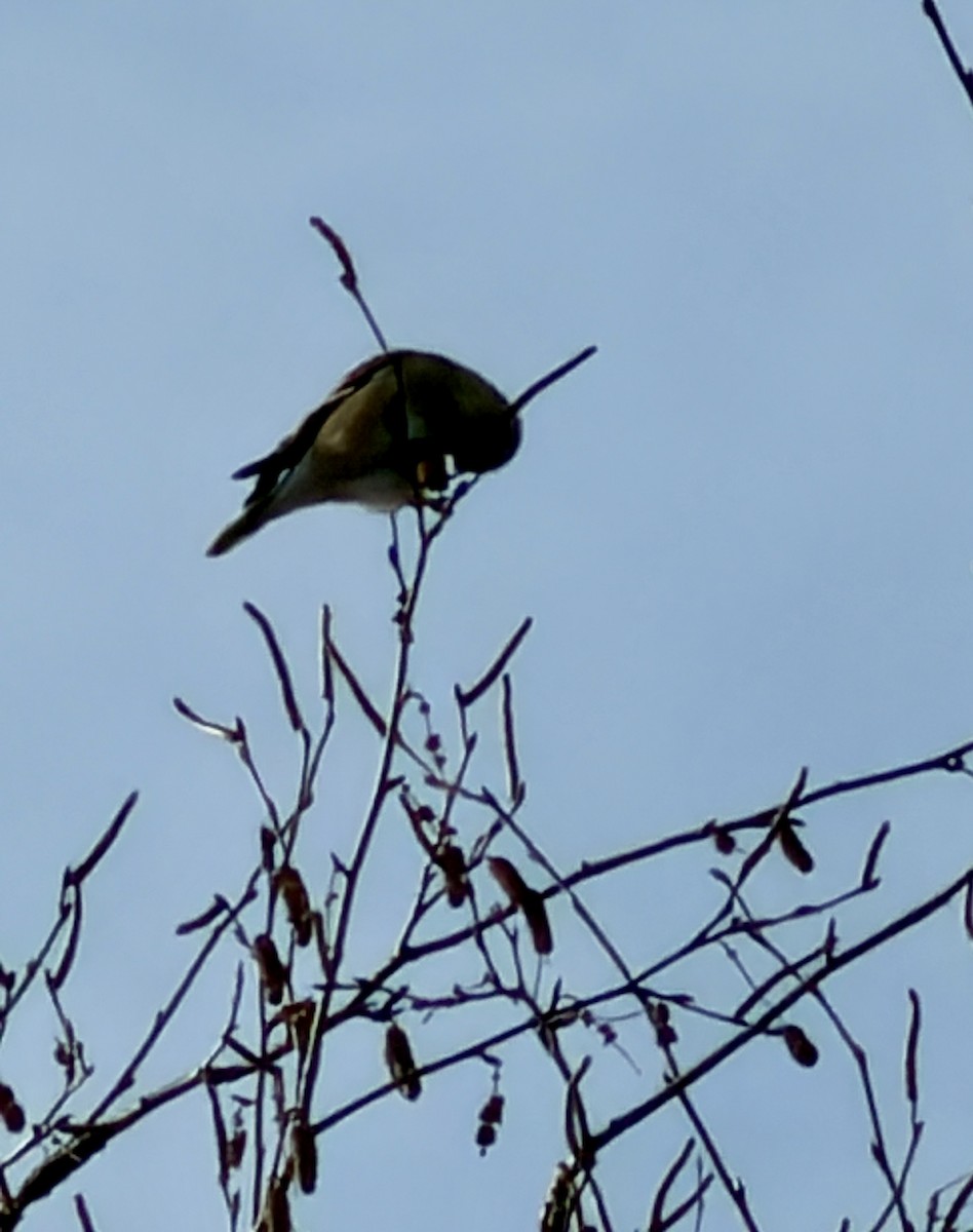 American Goldfinch - ML645677403