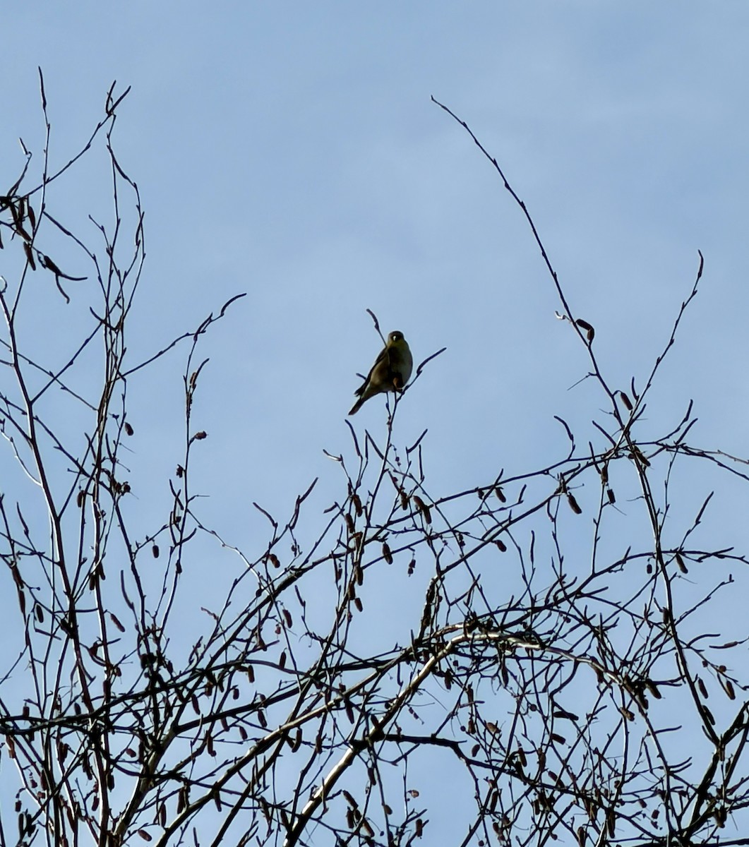 American Goldfinch - ML645677404