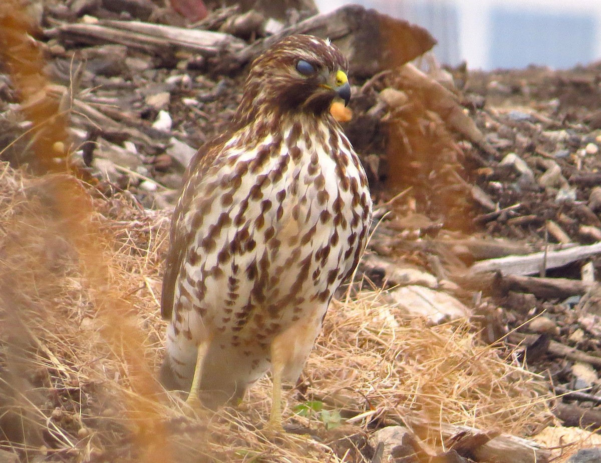 Red-tailed Hawk - ML645677405