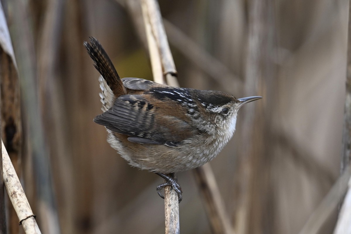 střízlík bažinný - ML645677407