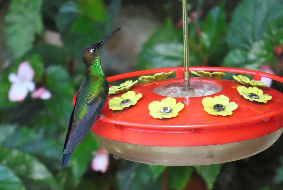 Violet-fronted Brilliant - ML645677408