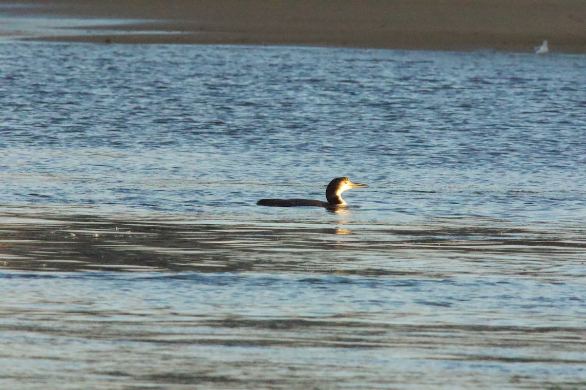 Common Loon - ML645677410