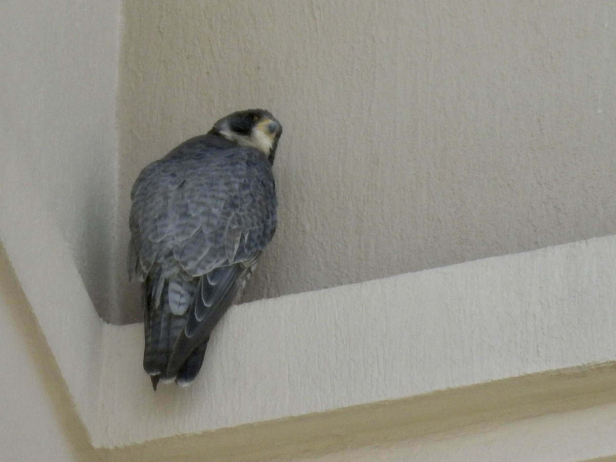 Peregrine Falcon - ML645677415