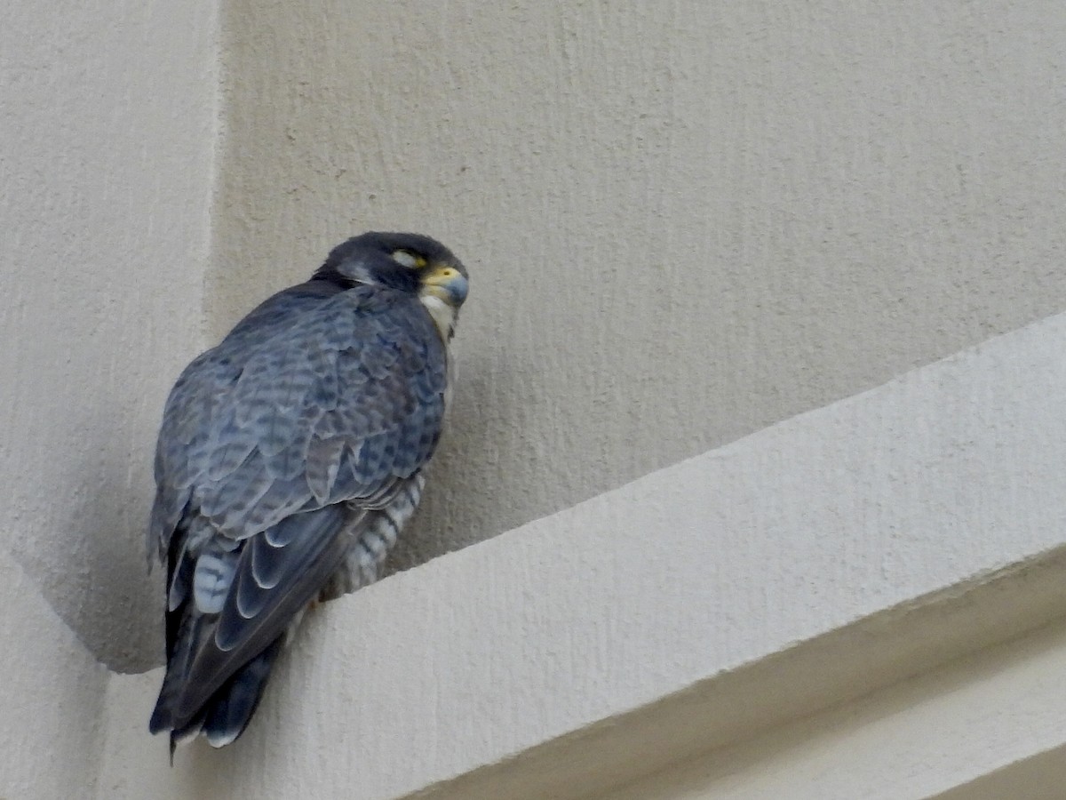 Peregrine Falcon - ML645677416