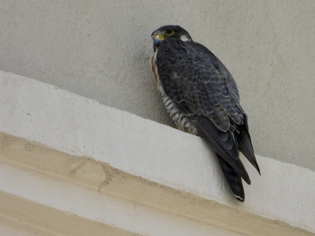 Peregrine Falcon - ML645677417