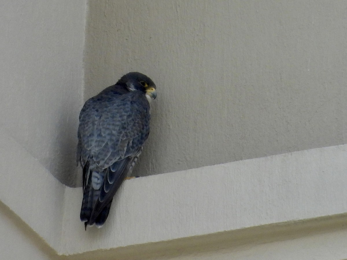 Peregrine Falcon - ML645677418