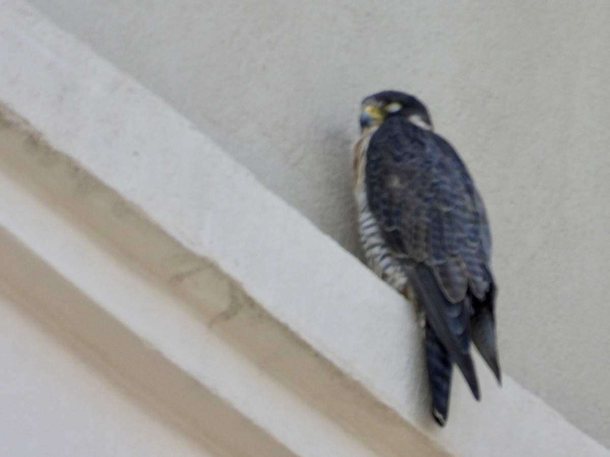 Peregrine Falcon - ML645677419
