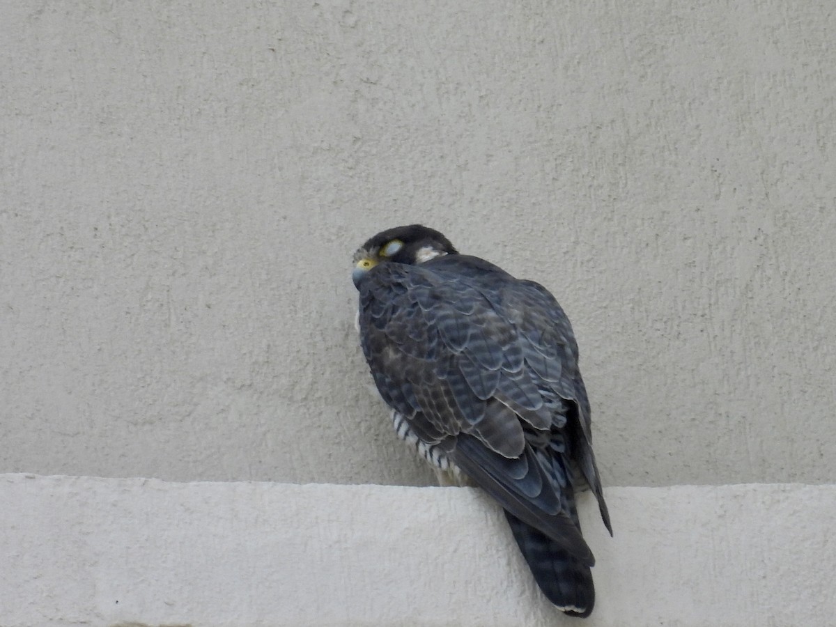 Peregrine Falcon - ML645677420