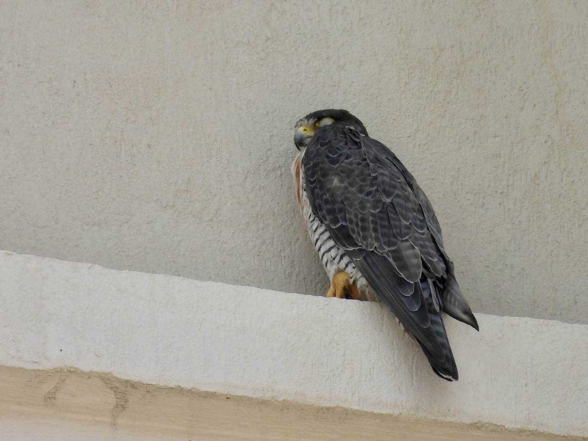 Peregrine Falcon - ML645677421