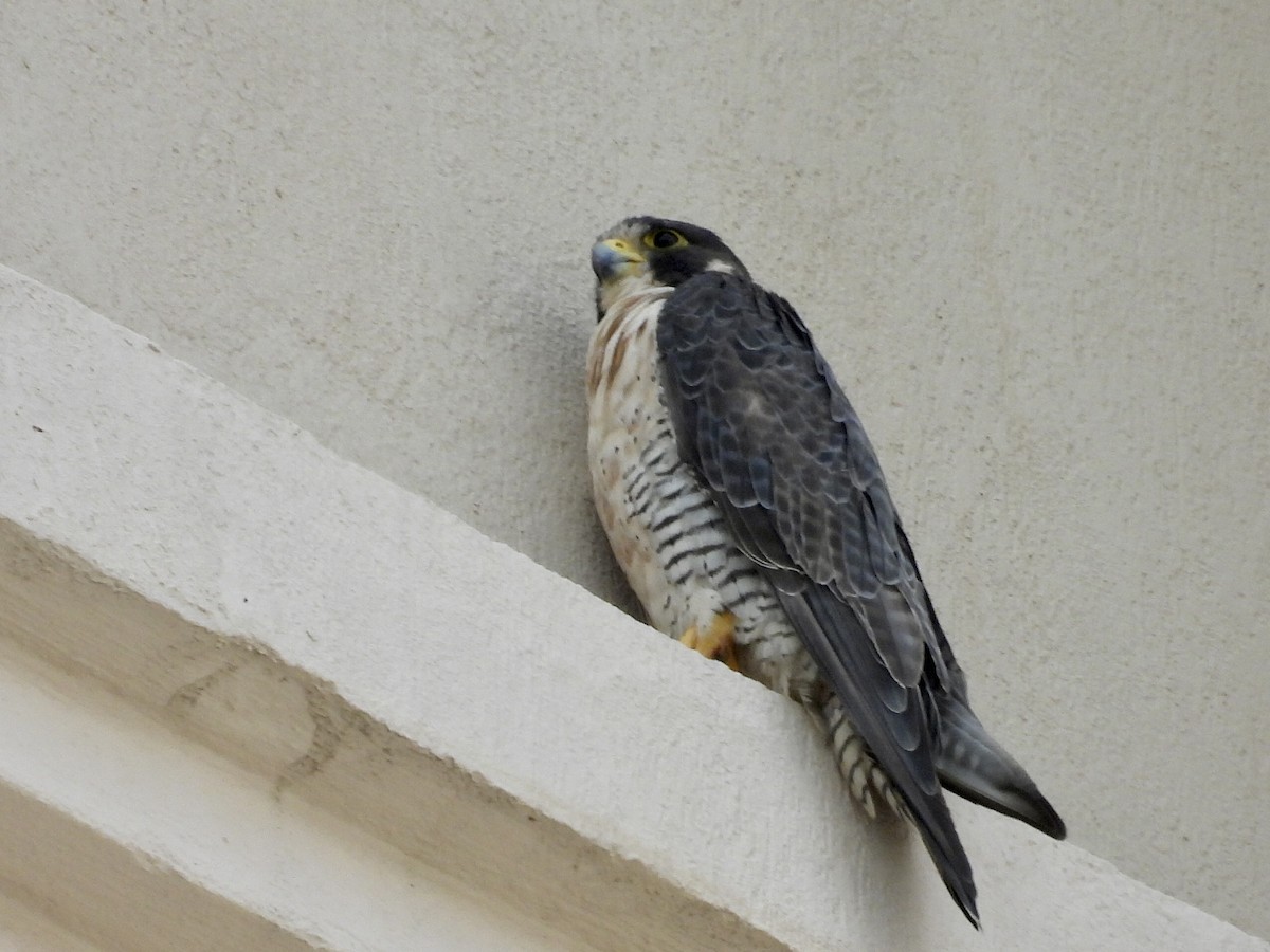 Peregrine Falcon - ML645677422