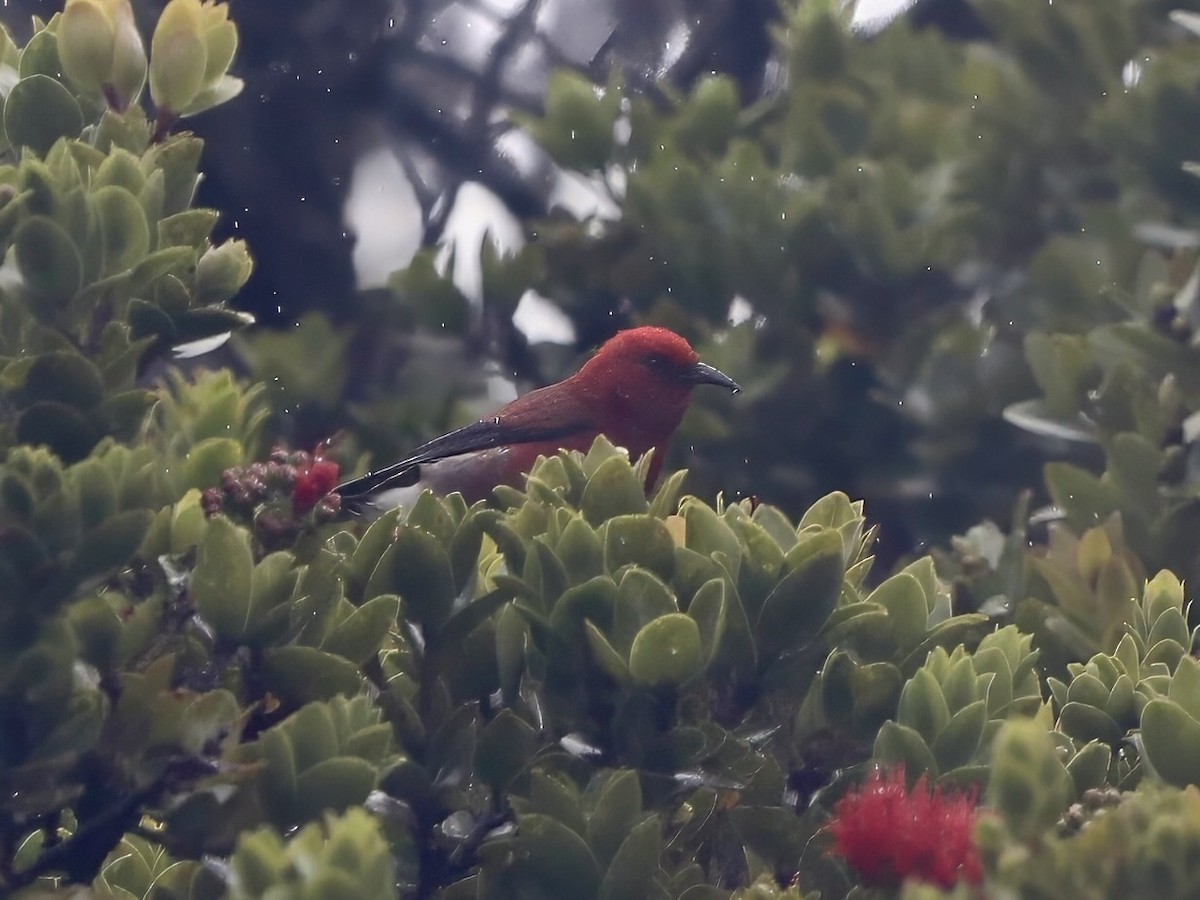 Apapanesi - ML645677423