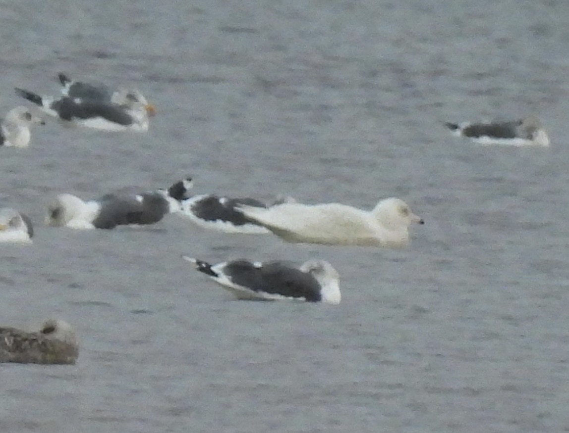 Glaucous Gull - ML645677424